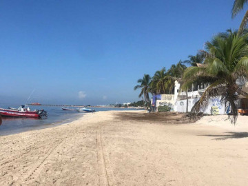 Sargazo fuera para 4 municipios de Quintana Roo