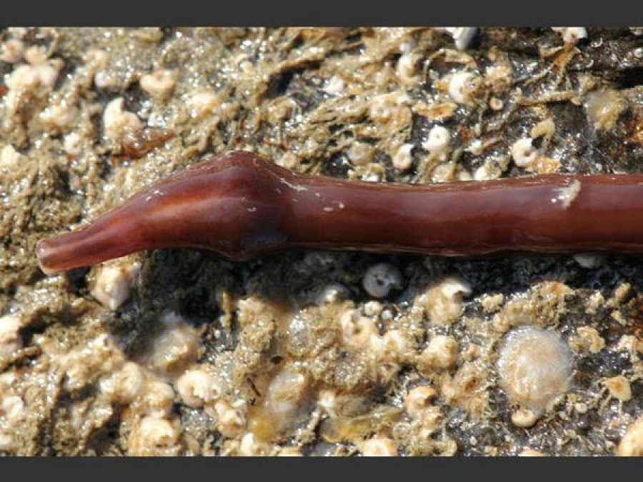 Éste gusano es la solución para acabar con las cucarachas