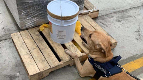 19 kilos de éxtasis en miel de abeja son asegurados por la PF