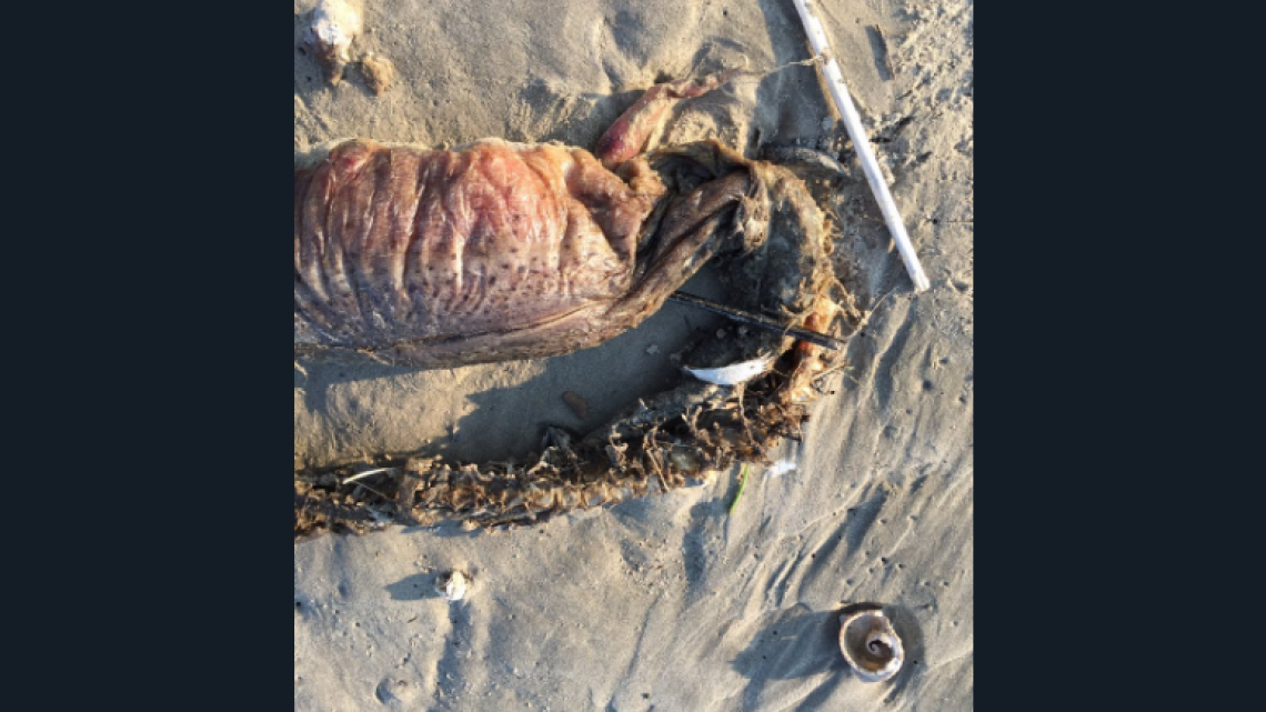 La extraña criatura que dejó "Harvey" en Texas