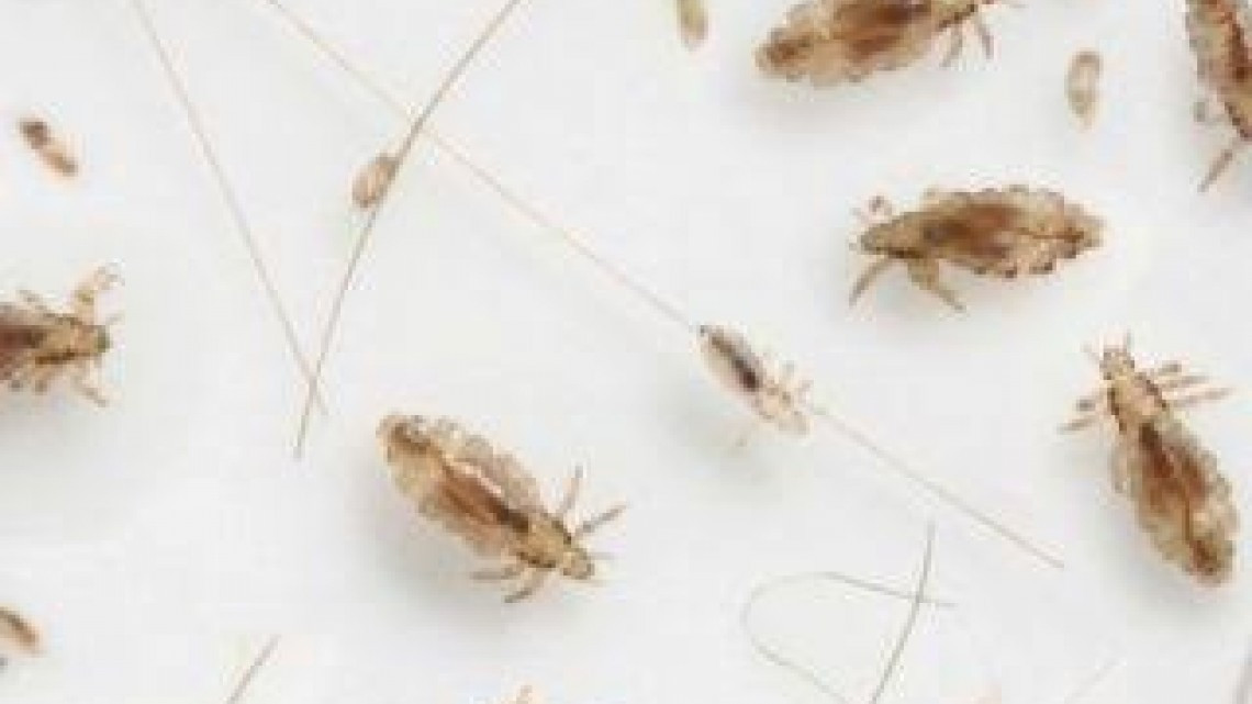 Aplican medidas para evitar la propagación de piojos en escuelas