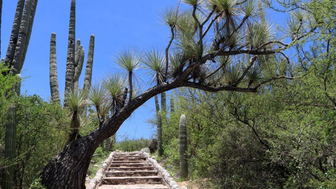 Declaran Valle de Tehuacán-Cuicatlán en la Lista del Patrimonio Mundial