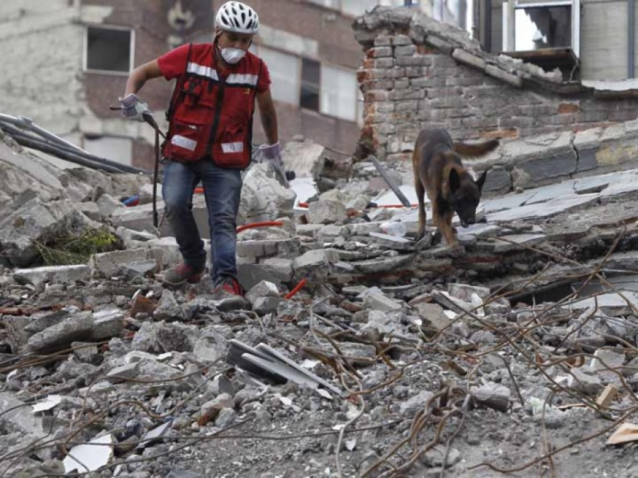 Chichi el canino que viajó de chihuahua a la CDMX encuentra personas con vida 