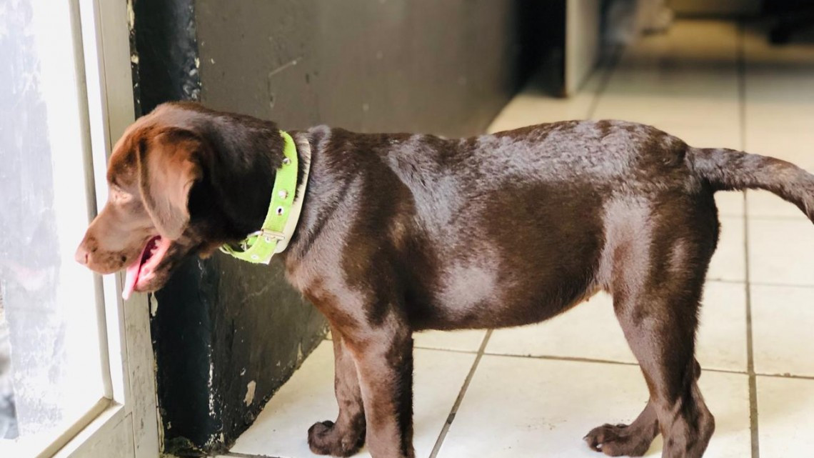 Se integran dos binomios caninos al cuerpo de bomberos 