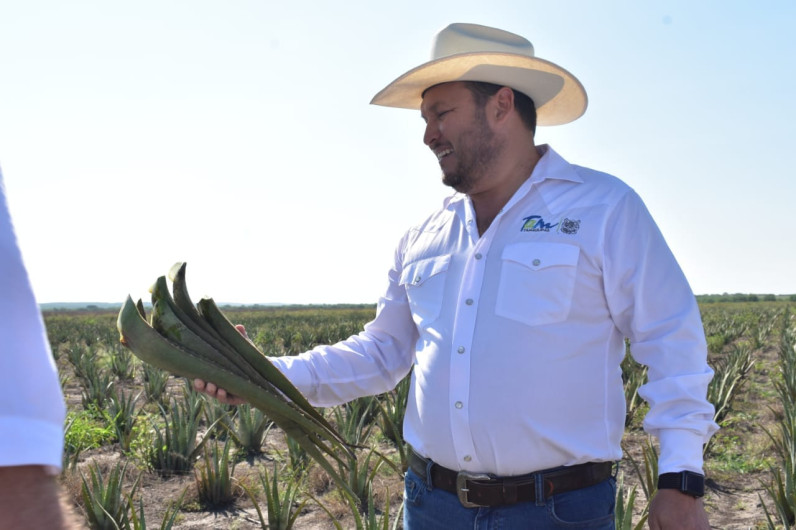 Sábila, una opción exitosa de reconversión de cultivos