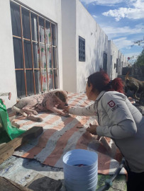 Protege Alcalde Carlos Peña Ortiz a mascotas en condición de calle