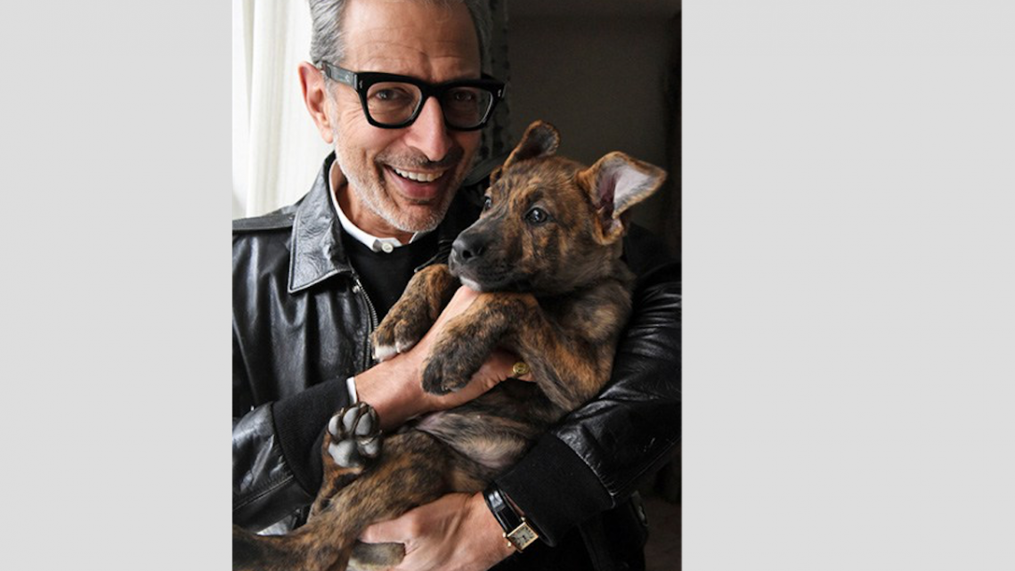 Protagonistas de Isle of dogs posan con cachorritos