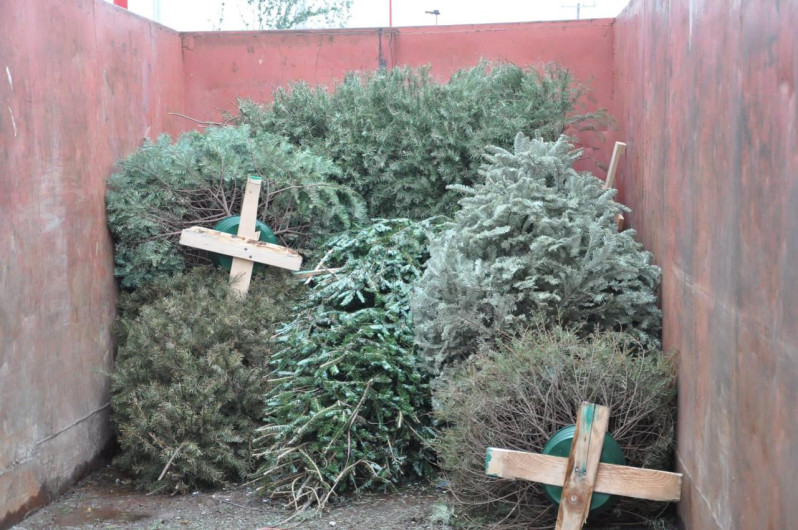 Habilitan centros de acopio de árboles de navidad
