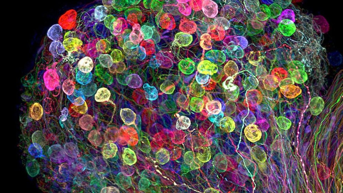 Estas microscópicas imágenes te sorprenderán