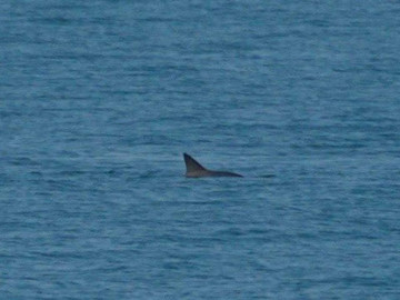 Avistan ejemplares de vaquita marina saludables