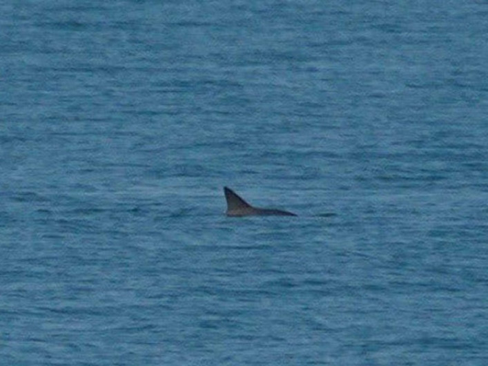 Avistan ejemplares de vaquita marina saludables