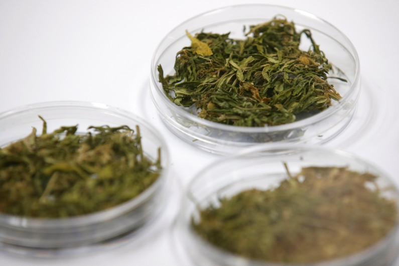 Tailandia comenzará suministro de mariguana a personas con cáncer