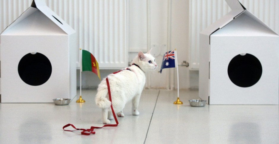 El gato Aquiles, es el sucesor del Pulpo Paul en el mundial