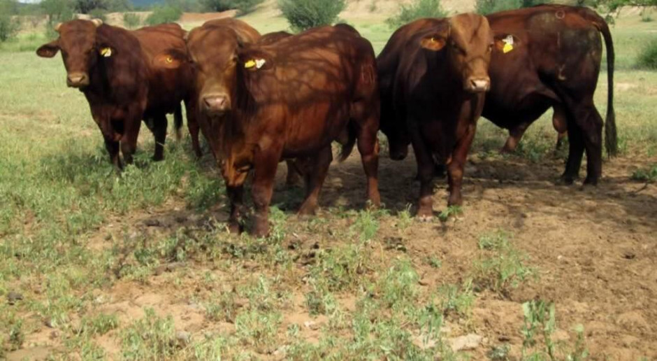 Lluvias benefician al sector ganadero en Nuevo Laredo 