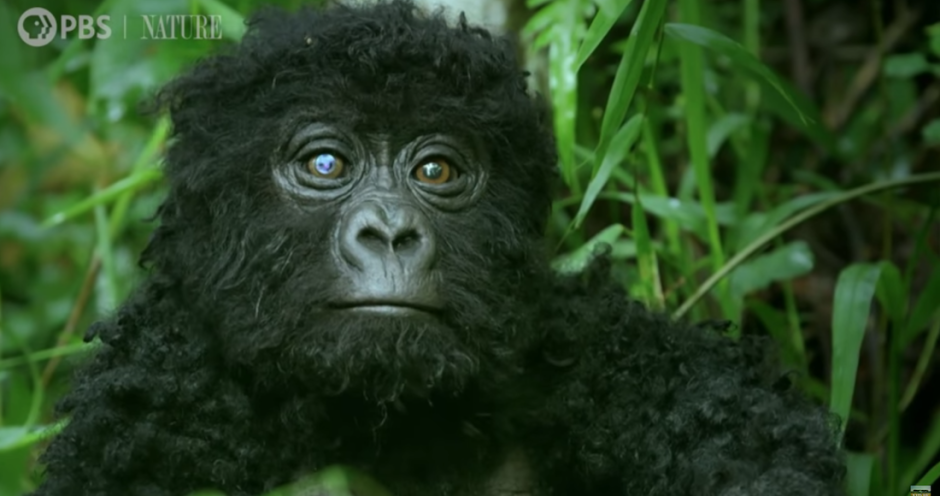 Robot capta momento en el que gorilas cantan mientras comen