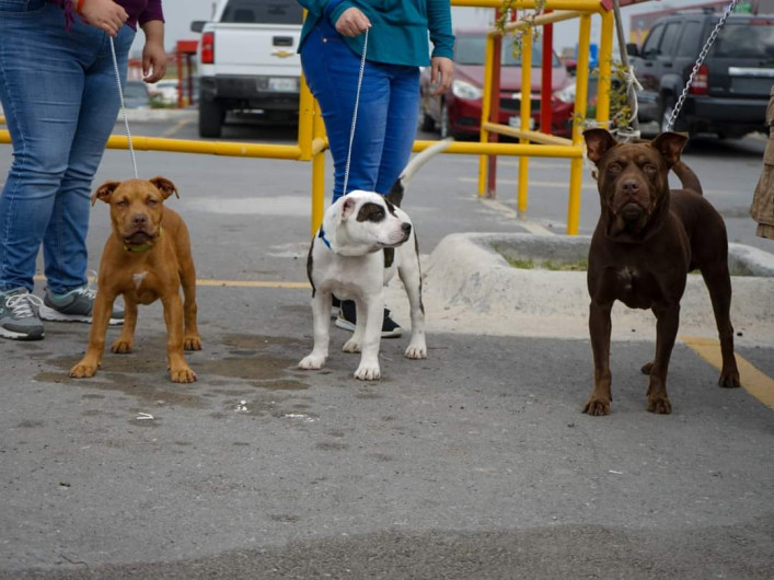 Bajarán costos para esterilización animal