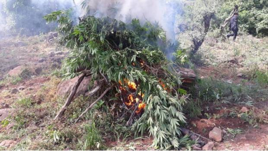 Destruyen más de 20 mil plantas de mariguana en Jalisco