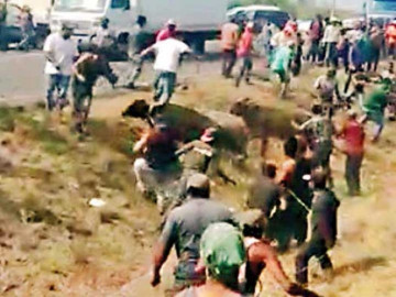 Roban a la fuerza reses tras accidente