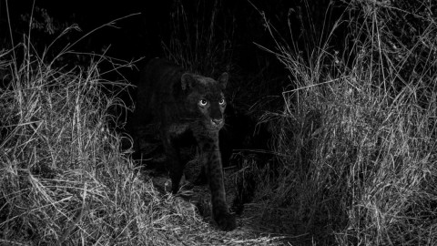 Fotografían leopardo negro a 100 años del último avistamiento