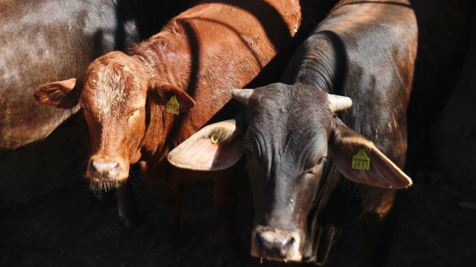 Incrementa el consumo de carne local en Nuevo Laredo, gracias a campaña de promoción