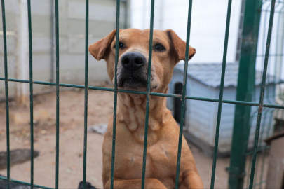 Promueve COMUSA la adopción por encima de la compra de mascotas