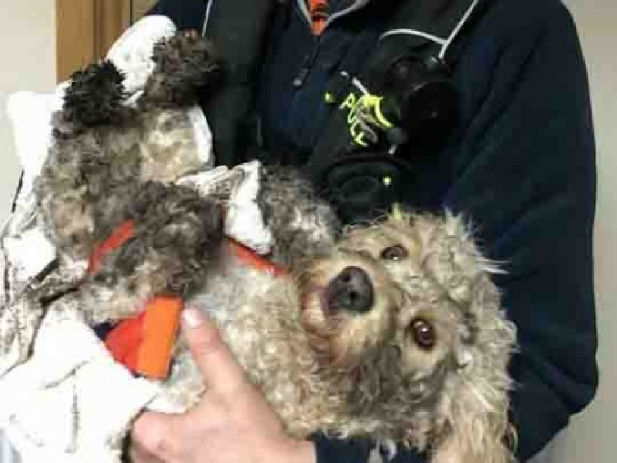 Rescatan a perrito atrapado en montaña