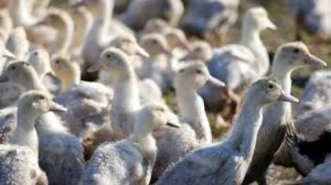 Francia sacrificará más patos por brote de gripe aviar