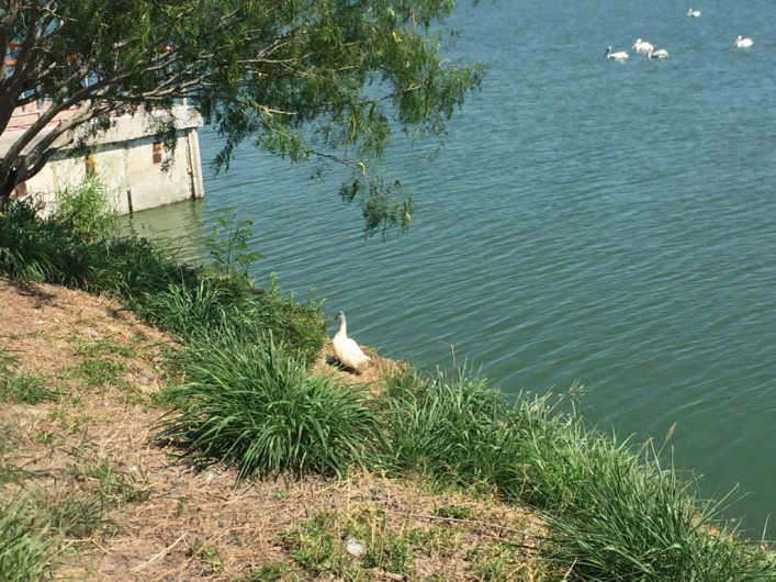 Desviarán drenajes que contaminan "La Escondida"