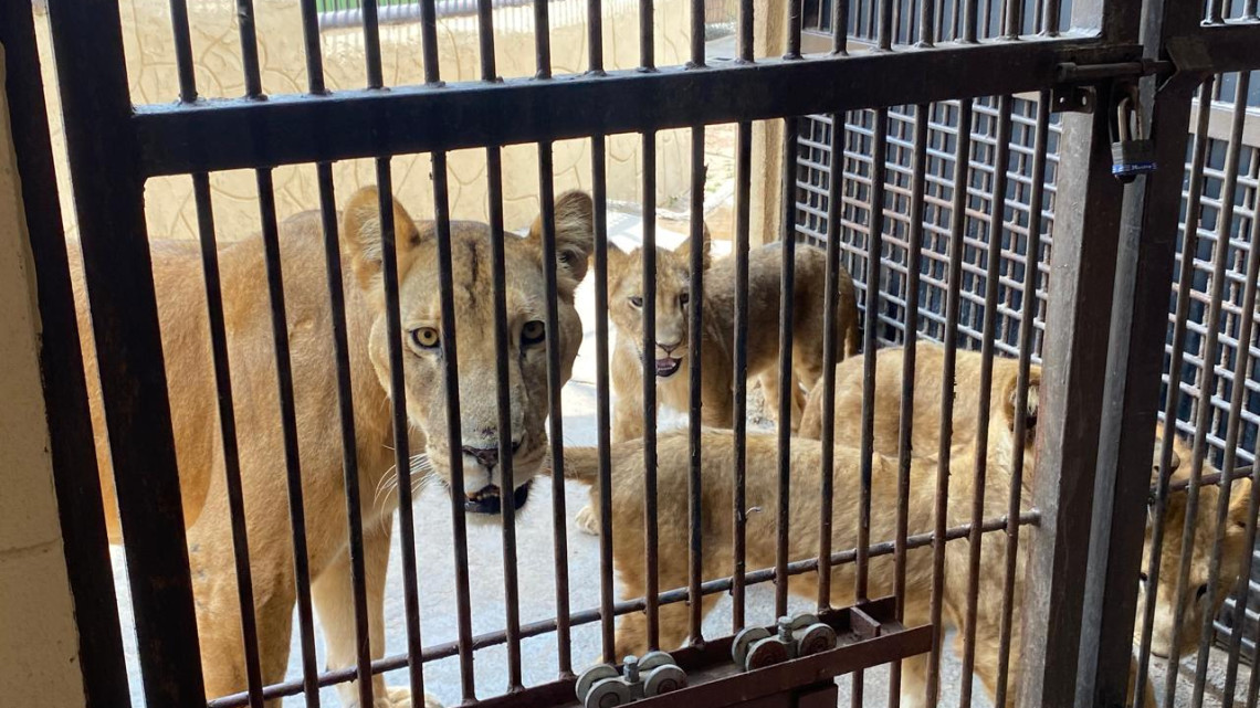 Listo el Zoológico en Nuevo Laredo para altas temperaturas