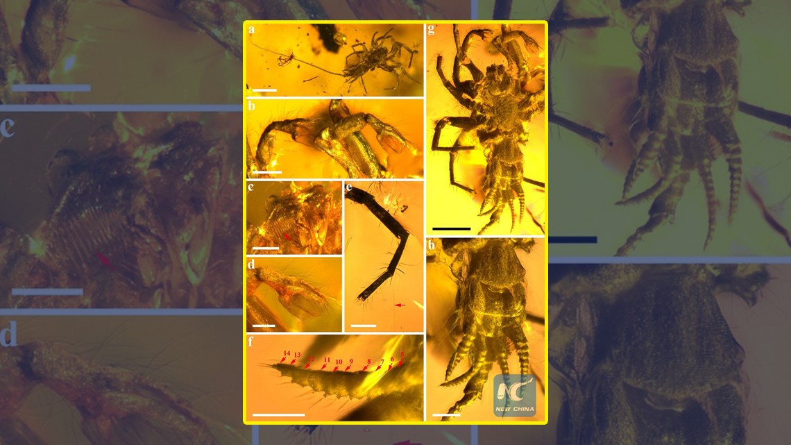  Encuentran insecto prehistórico mitad araña mitad escorpión en ámbar
