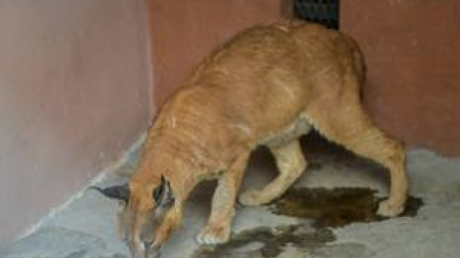 Llegan tres nuevas especies al zoológico de Nuevo Laredo