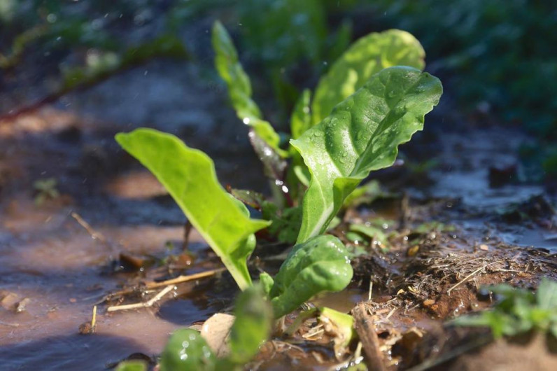 Impartirán taller para crear un huerto 