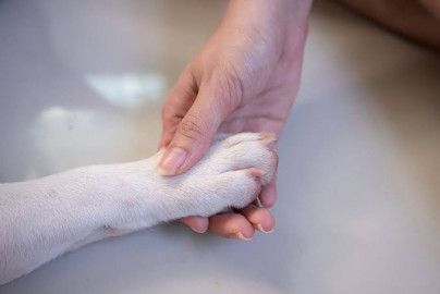 En RU, buscan reconocer a animales como seres sintientes