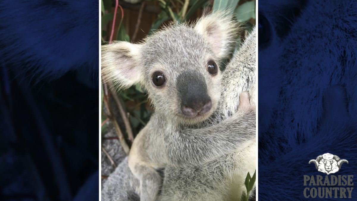 Australia ya tiene al koala más “hermoso” del país