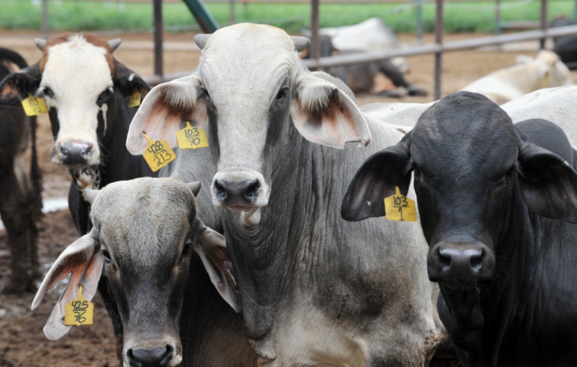 NLD exporta 25 mil cabezas de ganado