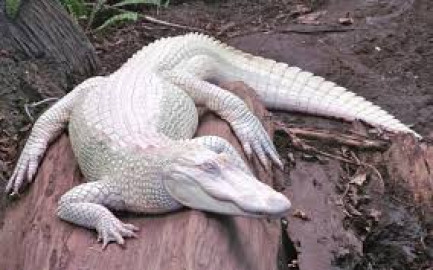 Rara pareja de caimanes albinos espera crías en Florida