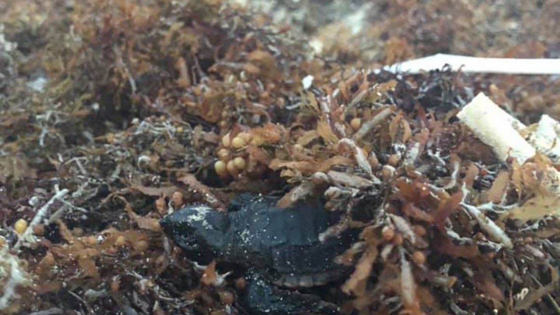 Sargazo provoca muerte de tortugas