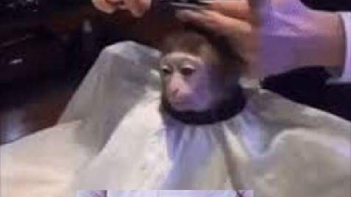El meme del corte de pelo a un mono que encaja en todo