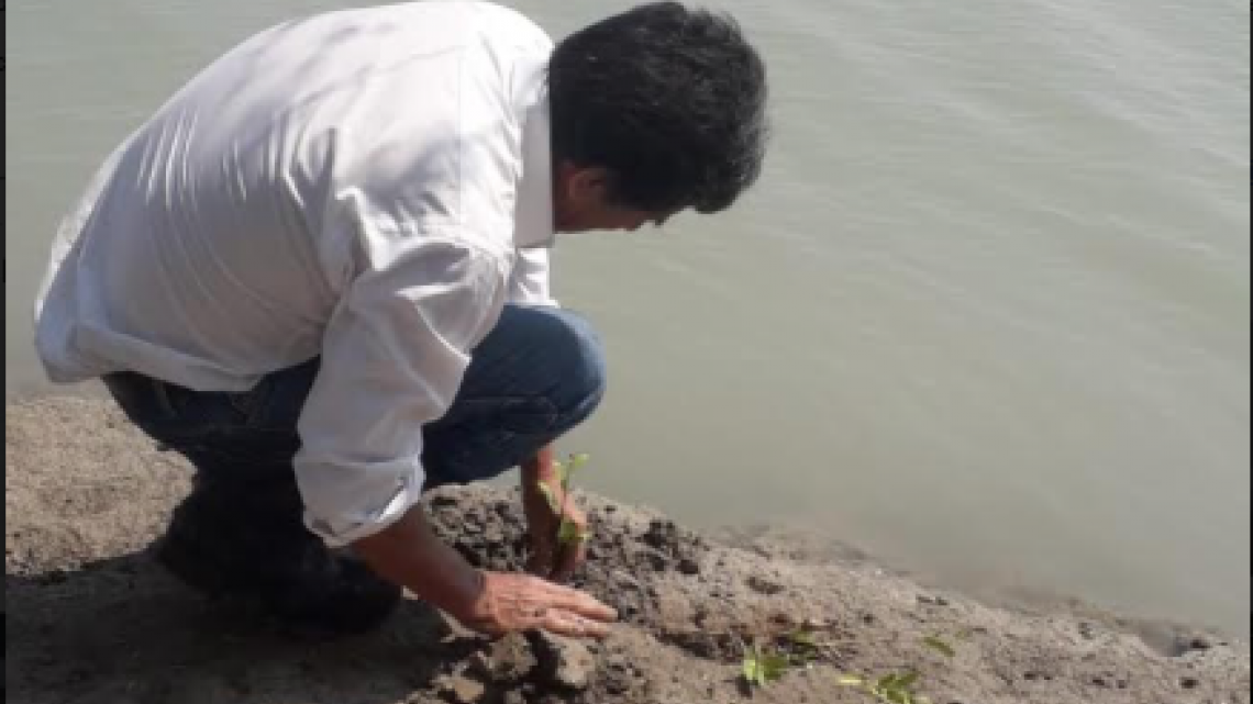 Cinco mil plántulas más de mangle en la laguna madre y delta del Río Bravo