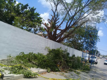 Tec Madero tala árboles para construir barda