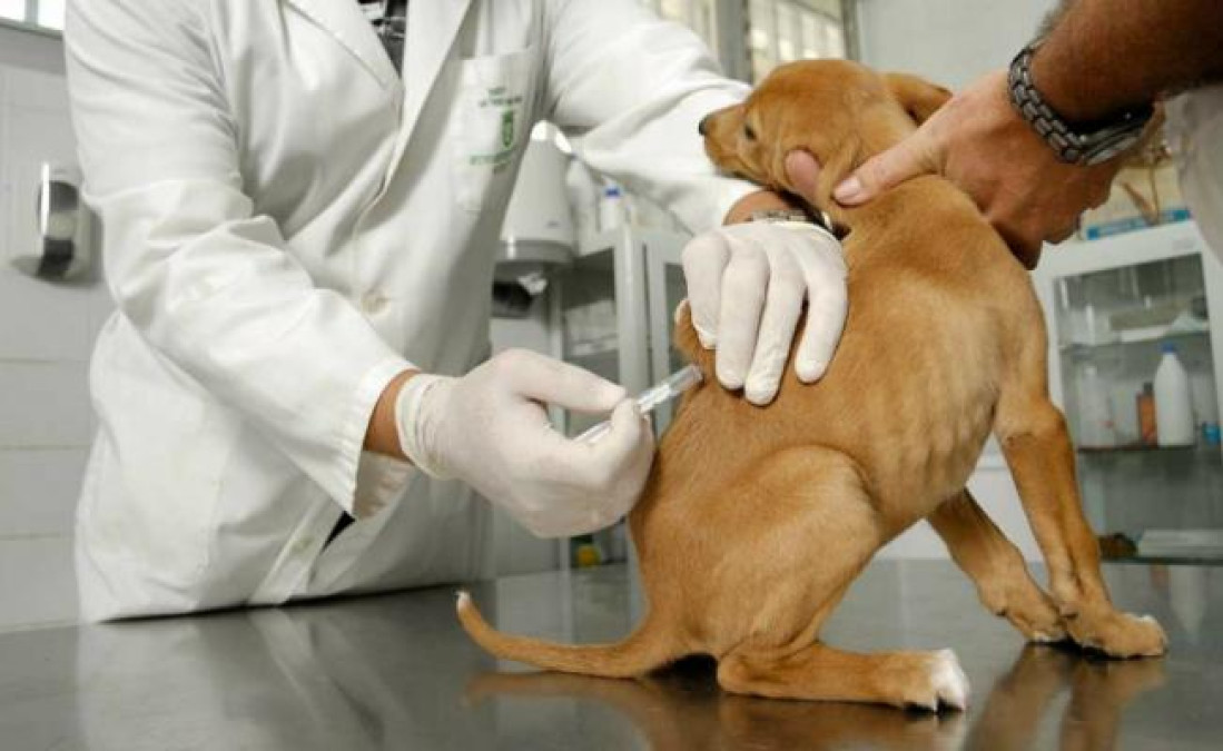 Recomiendan vacunar a mascotas en esta temporada