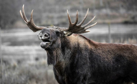 Alce toca el timbre de vivienda en Alaska