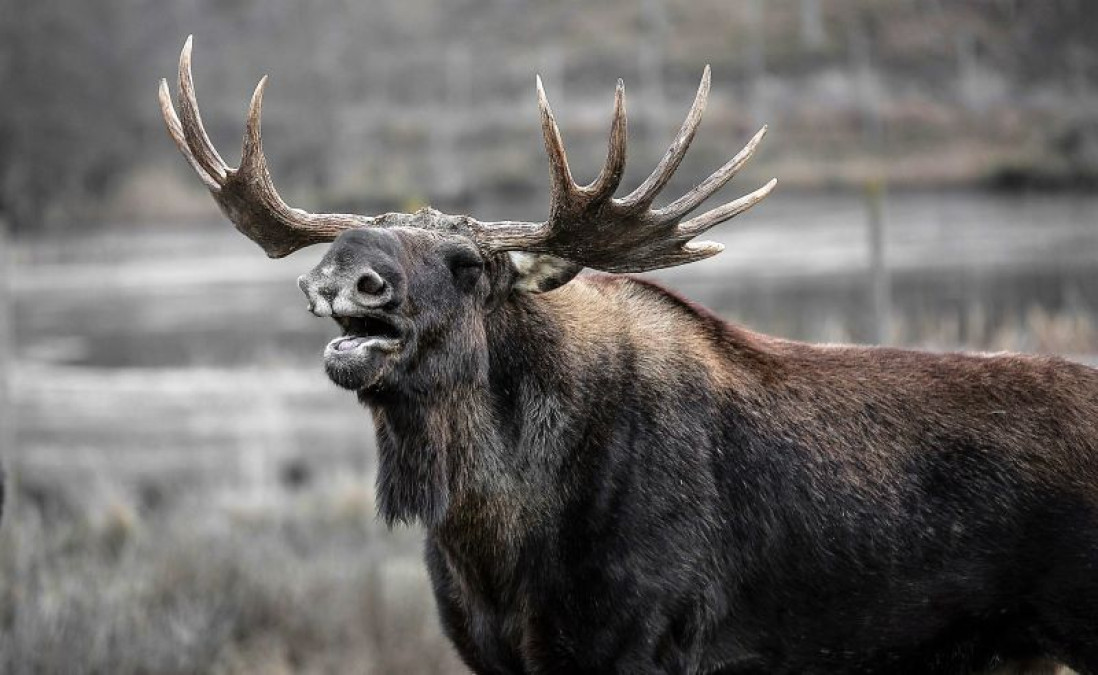 Alce toca el timbre de vivienda en Alaska