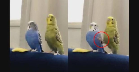 Periquito 'molesta' a su compañero y se vuelve viral 