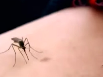 Panamá decreta advertencia sanitaria por casos de dengue a nivel nacional 