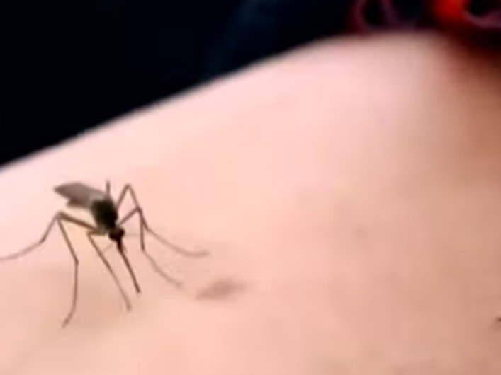 Panamá decreta advertencia sanitaria por casos de dengue a nivel nacional 