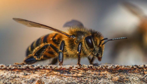 Encuentran 4 abejas vivas dentro del ojo de una mujer