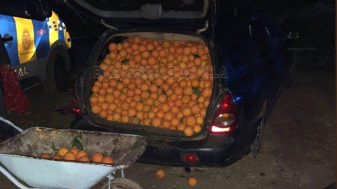 Detienen a cinco personas por robar 4 mil kilos de naranjas