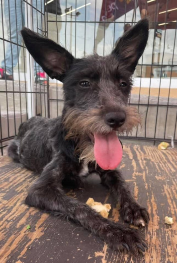 Protectora de animales en Nuevo Laredo invita a adoptar mascotas adultas 