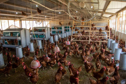 Fortalece UAT las áreas de producción de la Facultad de Veterinaria